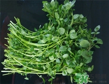 西洋菜的營養(yǎng)價值 西洋菜的功效與作用 西洋菜的營養(yǎng)價值 西洋菜的功效與作用