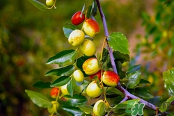 寶寶可以吃酸棗嗎?寶寶吃酸棗好嗎 寶寶可以吃酸棗嗎?寶寶吃酸棗好嗎