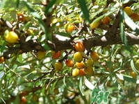 來(lái)月經(jīng)可以吃酸棗嗎?經(jīng)期吃酸棗好嗎