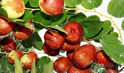 來(lái)月經(jīng)可以吃酸棗嗎?經(jīng)期吃酸棗好嗎