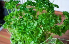 香菜吃多了好嗎?香菜吃多了有什么壞處 香菜吃多了好嗎?香菜吃多了有什么壞處