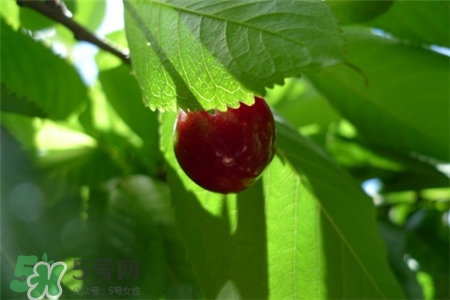 車?yán)遄涌梢匝a(bǔ)血嗎?車?yán)遄友a(bǔ)血效果好嗎? 車?yán)遄涌梢匝a(bǔ)血嗎?車?yán)遄友a(bǔ)血效果好嗎?