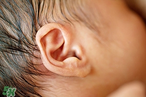 油耳朵就一定有狐臭嗎?寶寶油耳朵會是狐臭嗎? 油耳朵就一定有狐臭嗎?寶寶油耳朵會是狐臭嗎?