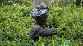 喝苦丁茶會失眠嗎?失眠喝什么茶好 喝苦丁茶會失眠嗎?失眠喝什么茶好