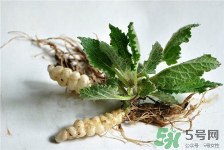 草石蠶怎么吃?草石蠶的功效與作用 草石蠶怎么吃?草石蠶的功效與作用