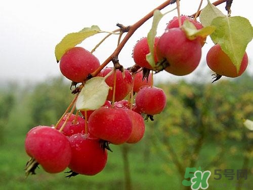 海棠果是什么水果?吃海棠果有什么好處 海棠果是什么水果?吃海棠果有什么好處