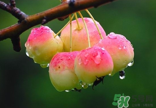 海棠果是什么水果?吃海棠果有什么好處 海棠果是什么水果?吃海棠果有什么好處