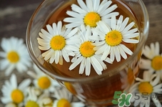 苦丁茶和菊花能一起泡嗎?苦丁茶和菊花一起泡會怎么樣 苦丁茶和菊花能一起泡嗎?苦丁茶和菊花一起泡會怎么樣