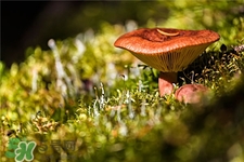 紅菇的營(yíng)養(yǎng)價(jià)值 紅菇的功效與作用 紅菇的營(yíng)養(yǎng)價(jià)值 紅菇的功效與作用