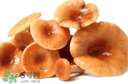 紅菇的營(yíng)養(yǎng)價(jià)值 紅菇的功效與作用 紅菇的營(yíng)養(yǎng)價(jià)值 紅菇的功效與作用