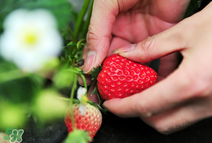 冬天有草莓嗎？冬天的草莓能吃嗎？