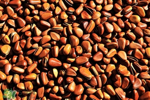 松子不脆了還能吃嗎?松子不脆了怎么辦? 松子不脆了還能吃嗎?松子不脆了怎么辦?