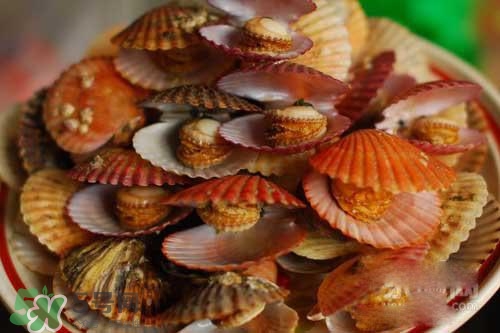 扇貝裙邊可以吃嗎？扇貝裙邊怎么吃？