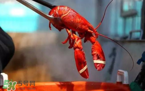 冬天有小龍蝦嗎？冬天吃小龍蝦好嗎？