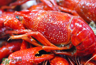 冬天有小龍蝦嗎？冬天吃小龍蝦好嗎？