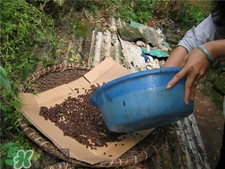 吊瓜子的營養(yǎng)價(jià)值 吊瓜子的功效與作用 吊瓜子的營養(yǎng)價(jià)值 吊瓜子的功效與作用