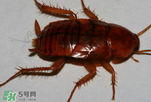 冬天有蟑螂嗎？蟑螂冬天還有嗎？
