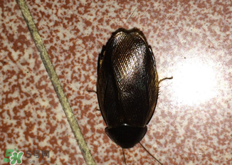 冬天有蟑螂嗎？蟑螂冬天還有嗎？