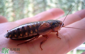 冬天有蟑螂嗎？蟑螂冬天還有嗎？
