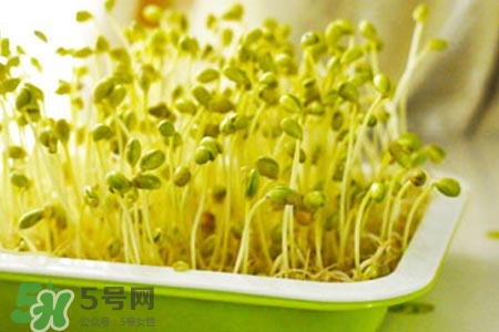 冬天可以發(fā)豆芽嗎？冬天怎樣發(fā)黃豆芽？