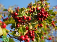 吃山楂長結(jié)石嗎?長結(jié)石的人不能吃什么