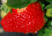 孕婦冬天能吃草莓嗎？孕婦冬天吃草莓好嗎？