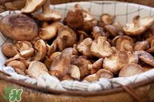 新鮮香菇的蒂可以吃嗎?香菇蒂的功效與作用 新鮮香菇的蒂可以吃嗎?香菇蒂的功效與作用