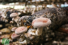 新鮮香菇的蒂可以吃嗎?香菇蒂的功效與作用 新鮮香菇的蒂可以吃嗎?香菇蒂的功效與作用