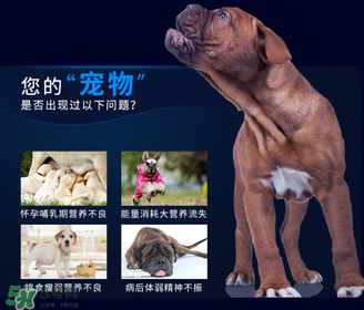 狗狗營養(yǎng)膏一天吃幾次？狗狗營養(yǎng)膏一天喂多少？