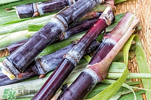 甘蔗皮有什么藥用功效？甘蔗皮的功效與作用