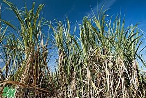 甘蔗皮有什么藥用功效？甘蔗皮的功效與作用
