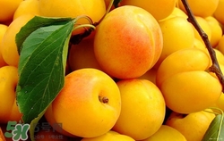 杏子核可以吃嗎?杏子核的功效與作用 杏子核可以吃嗎?杏子核的功效與作用