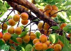 杏子核可以吃嗎?杏子核的功效與作用 杏子核可以吃嗎?杏子核的功效與作用