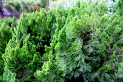 松葉可以吃嗎?松葉的功效與作用 松葉可以吃嗎?松葉的功效與作用