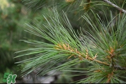 松葉可以吃嗎?松葉的功效與作用 松葉可以吃嗎?松葉的功效與作用