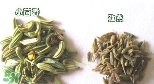 小茴香是孜然嗎？小茴香和孜然的區(qū)別