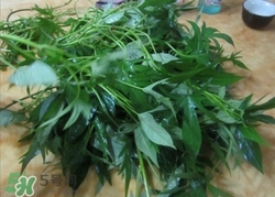 番薯葉可以吃嗎?番薯葉的功效與作用 番薯葉可以吃嗎?番薯葉的功效與作用