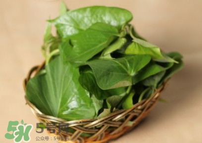 番薯葉可以吃嗎?番薯葉的功效與作用 番薯葉可以吃嗎?番薯葉的功效與作用