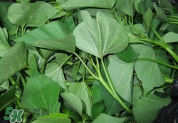 番薯葉可以吃嗎?番薯葉的功效與作用 番薯葉可以吃嗎?番薯葉的功效與作用