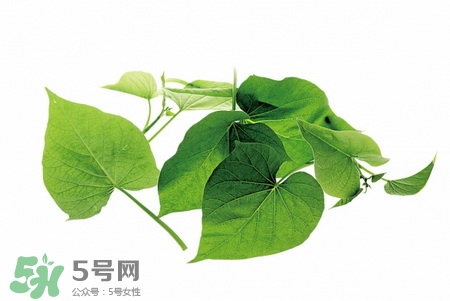 番薯葉孕婦可以吃嗎?孕婦吃番薯葉好嗎 番薯葉孕婦可以吃嗎?孕婦吃番薯葉好嗎
