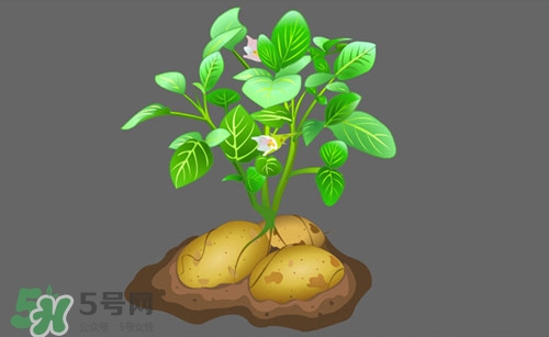 土豆葉子可以吃嗎?土豆葉子的功效與作用 土豆葉子可以吃嗎?土豆葉子的功效與作用