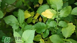 土豆葉子可以吃嗎?土豆葉子的功效與作用 土豆葉子可以吃嗎?土豆葉子的功效與作用