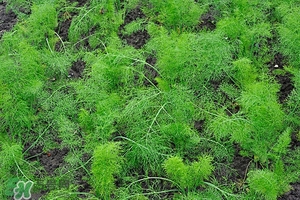 小茴香可以泡水喝嗎?小茴香泡水喝的功效 小茴香可以泡水喝嗎?小茴香泡水喝的功效