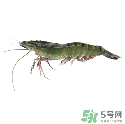 草蝦是什么蝦?草蝦怎么做好吃 草蝦是什么蝦?草蝦怎么做好吃