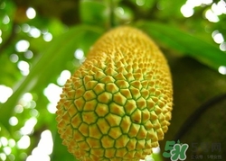 榴蓮的殼能吃嗎?榴蓮殼的功效與作用 榴蓮的殼能吃嗎?榴蓮殼的功效與作用