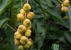 巴豆可以治療便秘嗎？便秘可以吃巴豆嗎？