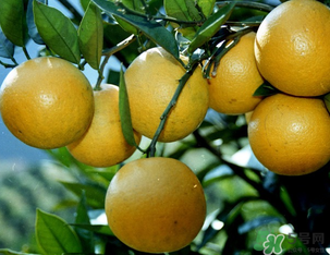 橙子可以放冰箱嗎？橙子放冰箱能保鮮多久？