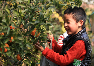 橙子籽能吃嗎？橙子籽的功效與作用