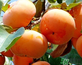 一天可以吃幾個(gè)柿子？柿子每天可以吃幾個(gè)？