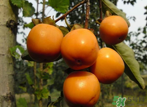 一天可以吃幾個(gè)柿子？柿子每天可以吃幾個(gè)？